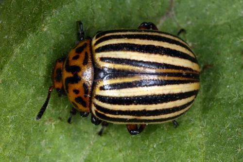 Réf. 328 626 : Leptinotarsa decemlineata